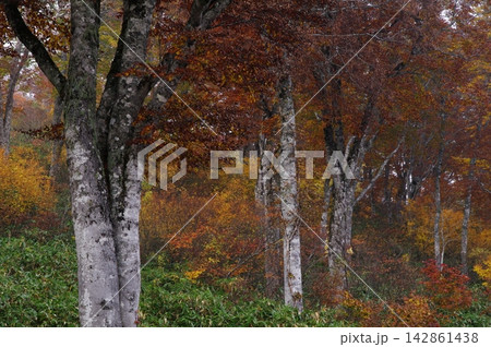 秋の長野県山ノ内町の奥志賀高原樹林帯では赤や黄色の紅葉が入り組んで変化に富んだ光景が見られます。 秋の長野県山ノ内町の奥志賀高原樹林帯では赤や黄色の紅葉が入り組んで変化に富んだ光景が見られます。 142861438