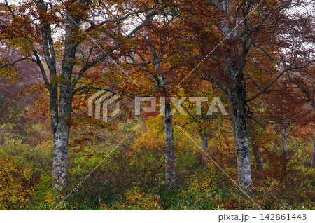 秋の長野県山ノ内町の奥志賀高原樹林帯では赤や黄色の紅葉が入り組んで変化に富んだ光景が見られます。 秋の長野県山ノ内町の奥志賀高原樹林帯では赤や黄色の紅葉が入り組んで変化に富んだ光景が見られます。 142861443