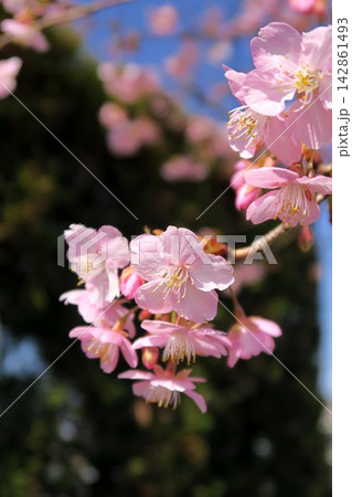 満開の河津桜と青空 満開の河津桜と青空 142861493