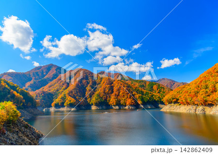 湯西川ダム資料室付近の遊歩道から全山紅葉の山々に囲まれた青空に映える湯西川湖を捉えた美しい早朝風景 湯西川ダム資料室付近の遊歩道から全山紅葉の山々に囲まれた青空に映える湯西川湖を捉えた美しい早朝風景 142862409