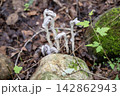 ギンリョウソウモドキ 142862943