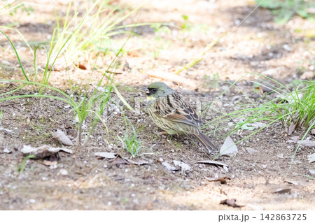 【アオジ】公園の地面に降り立つアオジ 【アオジ】公園の地面に降り立つアオジ 142863725