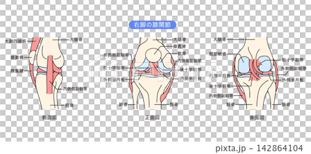 The structure of the knee joint: ligaments The structure of the knee joint: ligaments 142864104