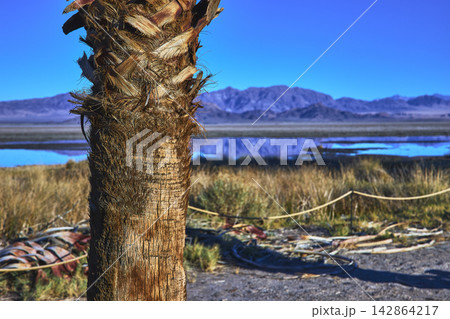 Palm Tree Trunk with Mojave Wetlands and Distant Mountains in Bright California Sun Palm Tree Trunk with Mojave Wetlands and Distant Mountains in Bright California Sun 142864217