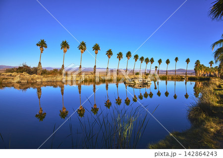 Palm Trees Reflected in Tranquil Pond at Mojave Oasis with Blue Sky Palm Trees Reflected in Tranquil Pond at Mojave Oasis with Blue Sky 142864243