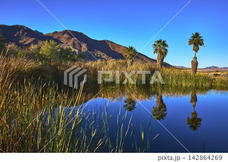 Palm Trees and Reflections at Desert Pond in Mojave California Oasis Palm Trees and Reflections at Desert Pond in Mojave California Oasis 142864269