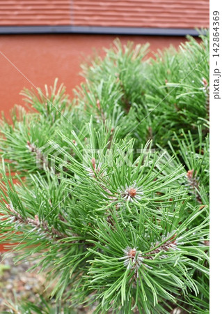 庭の植え込みの背の低い松の木　園芸植物 142864369