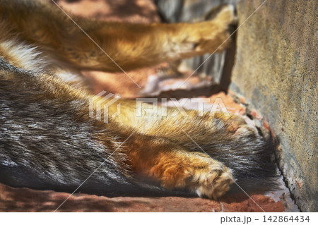 Grey Fox Leg and Fur Close Up on Sunlit Stone Surface Wildlife Texture Grey Fox Leg and Fur Close Up on Sunlit Stone Surface Wildlife Texture 142864434