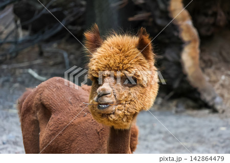 Cute Alpaca Chewing in Natural Habitat - Wildlife Photography for Print and Digital Use Cute Alpaca Chewing in Natural Habitat - Wildlife Photography for Print and Digital Use 142864479
