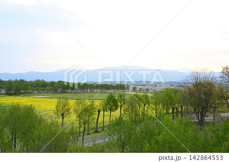 福島潟に広がる菜の花畑と飯豊連峰（新潟県新潟市北区） 142864553