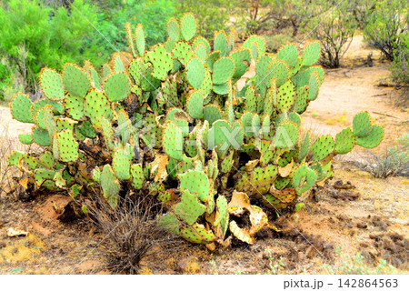 Prickly Pear Cactus Sonora Desert Arizona 142864563