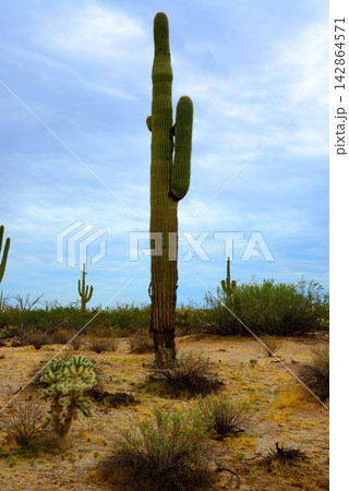 Old Saguaro Cactus Sonora desert Arizona Old Saguaro Cactus Sonora desert Arizona 142864571