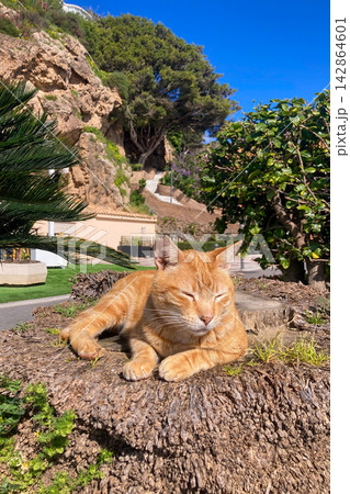 A cat lazily resting in warm sunlight on a stone enjoying peaceful outdoor moment in Torremolinos, Spain. A cat lazily resting in warm sunlight on a stone enjoying peaceful outdoor moment in Torremolinos, Spain. 142864601