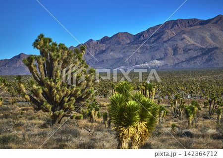Joshua Trees Mojave Desert Landscape with Mountains Under Clear Blue Sky Joshua Trees Mojave Desert Landscape with Mountains Under Clear Blue Sky 142864712