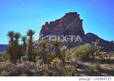 Joshua Trees and Desert Bluff in Sunlit Mojave Landscape Joshua Trees and Desert Bluff in Sunlit Mojave Landscape 142864725