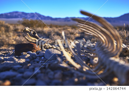 Animal Skeleton Mule Deer Bones in Desert Landscape Red Rock Canyon Animal Skeleton Mule Deer Bones in Desert Landscape Red Rock Canyon 142864744