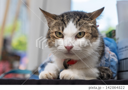 Tabby and white domestic cat looking at camera in close up portrait indoors Tabby and white domestic cat looking at camera in close up portrait indoors 142864822