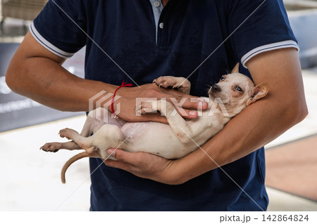 Mixed breed rescue dog held by caregiver and ready for adoption outdoors 142864824