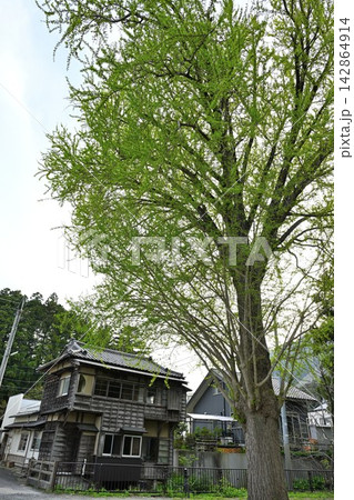 新緑に包まれた弥彦の大イチョウ(新潟県弥彦村) 新緑に包まれた弥彦の大イチョウ(新潟県弥彦村) 142864914