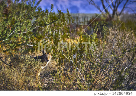 Coyote Hidden Among Desert Brush in Sunlit Nevada Landscape 142864954
