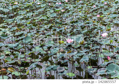 A dense field of pink lotus flowers and broad green lily pads A dense field of pink lotus flowers and broad green lily pads 142865557