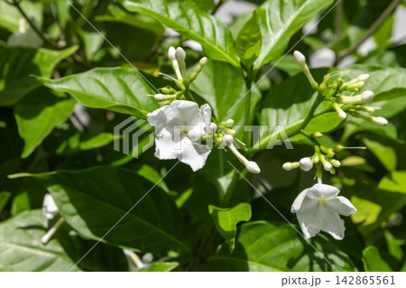 Close-up view of white jasmine blooms and unopened buds Close-up view of white jasmine blooms and unopened buds 142865561