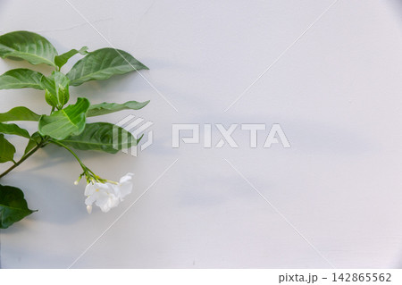 A delicate white jasmine flower rest against a pale minimal wall A delicate white jasmine flower rest against a pale minimal wall 142865562