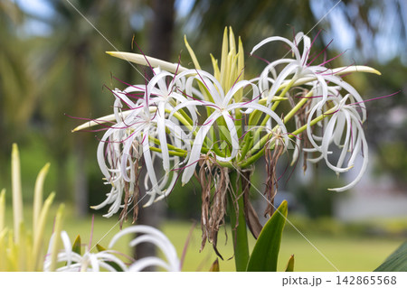 Bright sunlight highlights the exotic bloom of Crinum Asiaticum. Bright sunlight highlights the exotic bloom of Crinum Asiaticum. 142865568