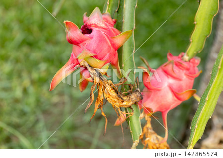 Ripe pink dragon fruit attached to a cactus stem in a tropical garden Ripe pink dragon fruit attached to a cactus stem in a tropical garden 142865574