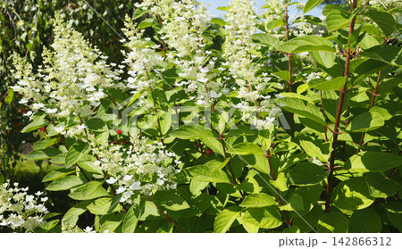 Beautiful white panicle hydrangea flowers blooming on green bush. Natural hydrangea paniculata shrub with textured leaves in summer garden. Detailed botanical photography of healthy flowering plant. Beautiful white panicle hydrangea flowers blooming on green bush. Natural hydrangea paniculata shrub with textured leaves in summer garden. Detailed botanical photography of healthy flowering plant. 142866312