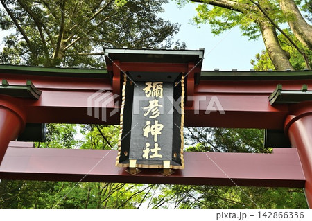 新緑に囲まれた彌彦神社の一の鳥居（新潟県弥彦村） 142866336