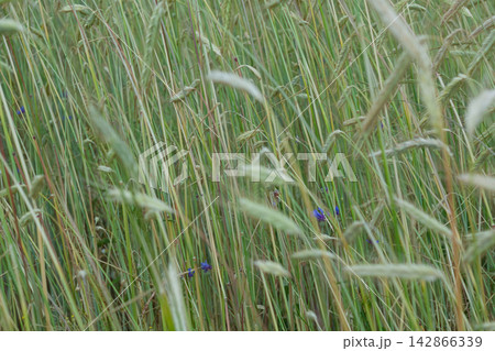 Tall grass with blue wildflowers Tall grass with blue wildflowers 142866339