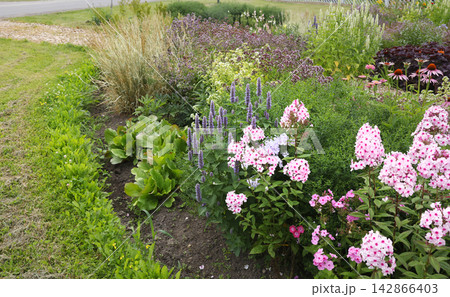 Blooming perennial garden border with pink phlox and purple agastache flowers. Lush summer backyard landscaping features decorative grasses and vibrant flowerbed in natural daylight. 142866403