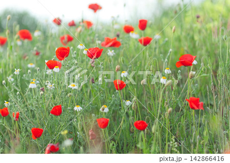 Field of red poppies and daisies Field of red poppies and daisies 142866416