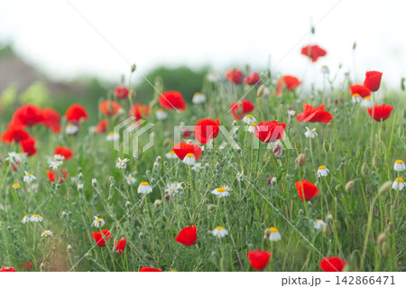Field of red poppies and daisies 142866471