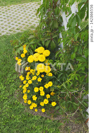 Bright yellow marigold flowers blooming near white wooden trellis. Climbing green vines on backyard garden lattice wall. Summer landscaping view. 142866556