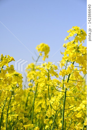 春の長池憩いの森公園に広がる菜の花畑(新潟県胎内市) 春の長池憩いの森公園に広がる菜の花畑(新潟県胎内市) 142866640