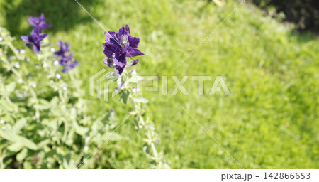 Vibrant purple salvia viridis flowers blooming in sunny green garden. Painted sage wild plants growing on lush lawn background in bright summer light. Beautiful annual clary blossoms showcase natural Vibrant purple salvia viridis flowers blooming in sunny green garden. Painted sage wild plants growing on lush lawn background in bright summer light. Beautiful annual clary blossoms showcase natural 142866653