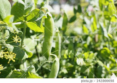 Fresh sugar snap peas farming background. Raw green pea pods ripening on vine branches in sunny agricultural field with selective focus lush foliage cinematic view. Fresh sugar snap peas farming background. Raw green pea pods ripening on vine branches in sunny agricultural field with selective focus lush foliage cinematic view. 142866698