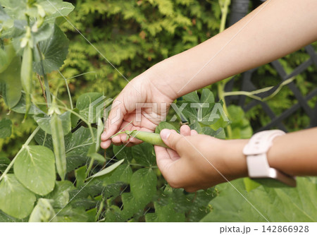 Child hands harvesting fresh green pea pod in summer garden close up. Organic farming and homegrown vegetable picking concept. Healthy eco friendly lifestyle activity background copy space. Child hands harvesting fresh green pea pod in summer garden close up. Organic farming and homegrown vegetable picking concept. Healthy eco friendly lifestyle activity background copy space. 142866928