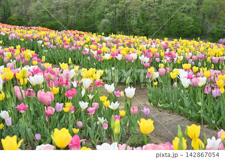 国営越後丘陵公園の花の丘に広がるチューリップ（新潟県長岡市） 142867054