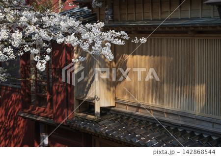 金沢 主計町 町家と桜 金沢 主計町 町家と桜 142868544