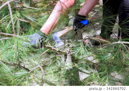 Someone is chopping wood with an axe while surrounded by pine branches in sunny forest. 142868702