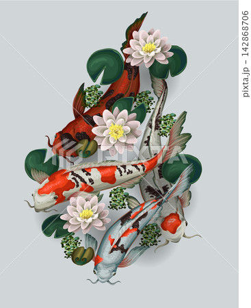 Koi fishes and lotus isolated. Vector. Koi fishes and lotus isolated. Vector. 142868706