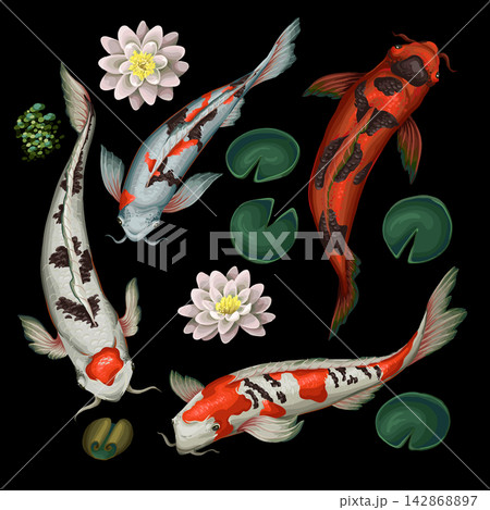 Koi fishes and lotus isolated. Vector. Koi fishes and lotus isolated. Vector. 142868897