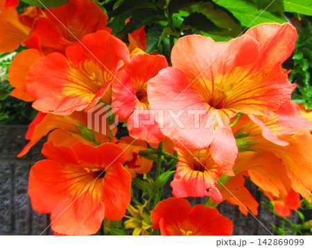 オレンジ色のノウゼンカズラの花の美しい風景 オレンジ色のノウゼンカズラの花の美しい風景 142869099
