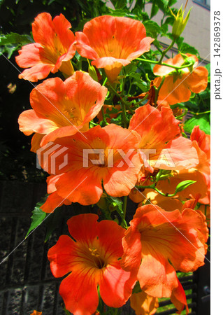 オレンジ色のノウゼンカズラの花の美しい風景 オレンジ色のノウゼンカズラの花の美しい風景 142869378