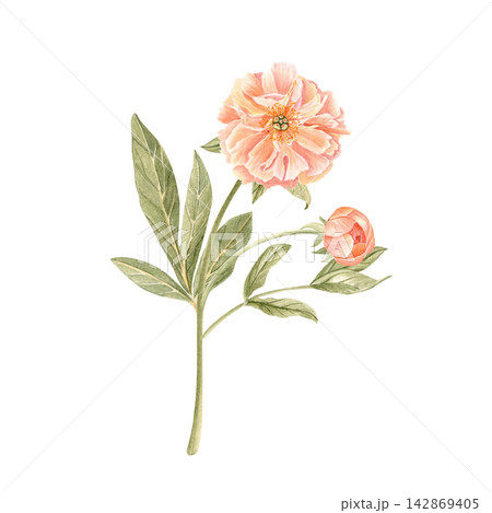 Peony flower with stem and buds in soft tones watercolor illustration isolated on white. Hand-painted perfect for wedding invitations, branding, packaging, fabric design cards. Coral charm color 142869405