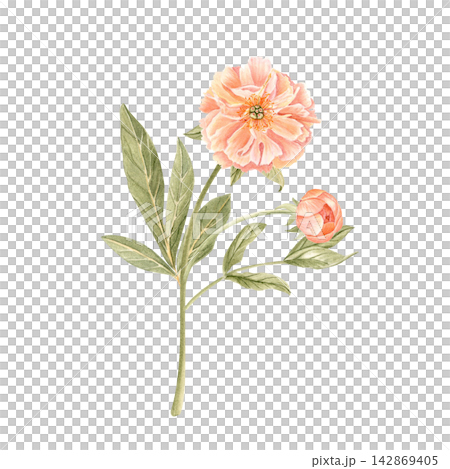 Peony flower with stem and buds in soft tones watercolor illustration isolated on white. Hand-painted perfect for wedding invitations, branding, packaging, fabric design cards. Coral charm color 142869405