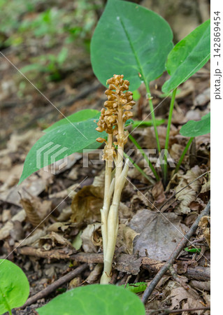Discovering Neottia nidus-avis the unique bird's-nest orchid thriving in shady woodlands during early spring in the forest Discovering Neottia nidus-avis the unique bird's-nest orchid thriving in shady woodlands during early spring in the forest 142869454